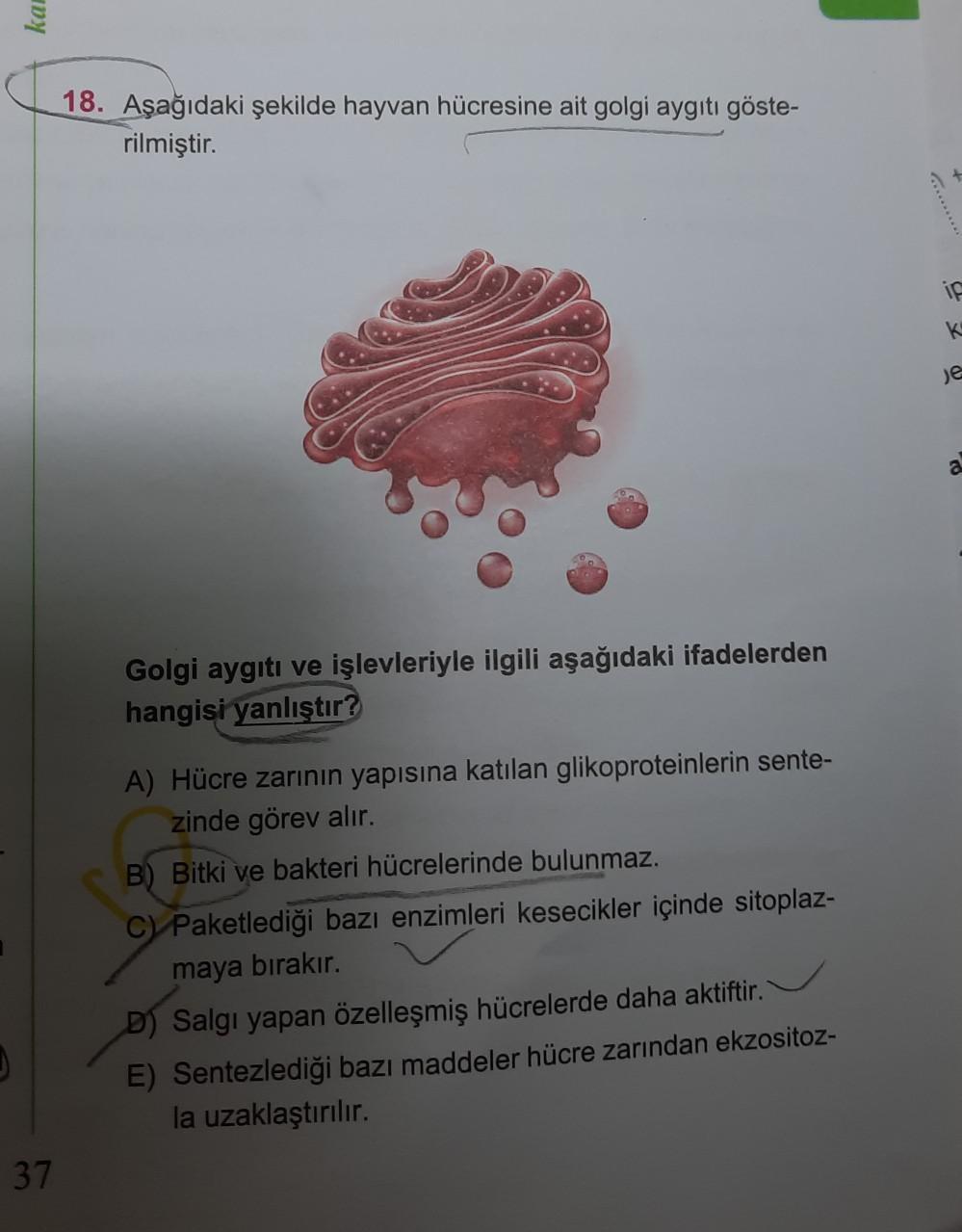 kal
18. Aşağıdaki şekilde hayvan hücresine ait golgi aygıtı göste-
rilmiştir.
ic
K
je
a
Golgi aygıtı ve işlevleriyle ilgili aşağıdaki ifadelerden
hangisi yanlıştır?
A) Hücre zarının yapısına katılan glikoproteinlerin sente-
zinde görev alır.
B) Bitki ve ba