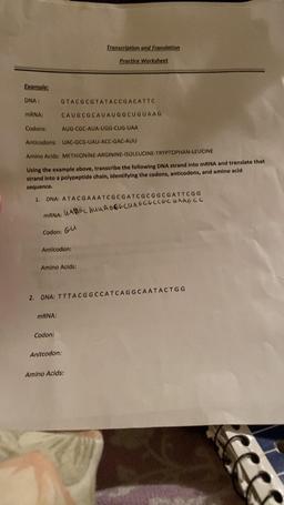 Transcription and Translation
Practice Worksheet
Example:
DNA:
GTACGCGTATACCGACATTC
mRNA:
CAUGCGCAUAUGG CUGUAAG
Codons:
AUG-CGC-AUA-UGG-CUG-UAA
Anticodons: UAC-GCG-UAU-ACC-GAC-AUU
Amino Acids: METHIONINE-ARGININE-ISOLEUCINE-TRYPTOPHAN-LEUCINE
Using the exa