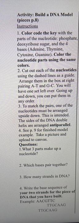 Activity: Build a DNA Model
a
(pieces p.8)
Instructions
1. Color code the key with the
parts of the nucleotide: phosphate,
deoxyribose sugar, and the 4
bases (Adenine, Thymine,
Cytosine, Guanine). Color the
nucleotide parts using the same
colors.
2. Cut ou