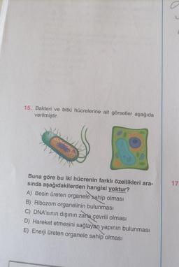 15. Bakteri ve bitki hücrelerine ait görseller aşağıda
verilmiştir.
17
Buna göre bu iki hücrenin farklı özellikleri ara-
sinda aşağıdakilerden hangisi yoktur?
A) Besin üreten organele sahip olması
B) Ribozom organelinin bulunması
C) DNA'sının dışının zarla çevrili olması
D) Hareket etmesini sağlayan yapının bulunması
E) Enerji üreten organele sahip olması
