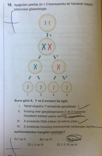 19. Aşağıdaki şekilde 2n = 2 kromozomlu bir hücrenin mayoz
bölünmesi gösterilmiştir.
"
x
XX
X
>
12
OOOO
1
2
3
4
Buna göre X, Y ve Z evreleri ile ilgili,
1. Tetrat oluşumu Yevresinde gerçekleşir.
II. Krosing over gerçekleşmezse 2 ve 3 numaralı
hücrelerin ka