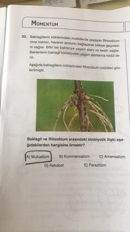 MOMENTUM
33. Baklagillerin köklerindeki nodüllerde yaşayan Rhizobium
cinsi bakteri, havanın azotunu bağlayarak bitkiye geçmesi-
ni sağlar. Bitki ise bakteriye yaşam alanı ve besin sağlar.
Bakterilerin baklagil köklerindeki yaşam alanlarına nodül de-
nir.
Aşağıda baklagillerin köklerindeki Rhizobium nodülleri gös-
terilmiştir.
Baklagil ve Rhizobium arasındaki simbiyotik ilişki aşa-
ğıdakilerden hangisine örnektir?
A) Mutualizm
B) Kommensalizm
C) Amensalizm
D) Rekabet
E) Parazitizm
