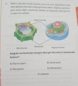 3.
DNA'sı çekirdek içinde bulunan zarsız ve zarli organellere sahip
olan gelişmiş hücrelere ökaryot hücre denir. Öglena, parames-
yum, amip, algler, mantarlar, bitkiler ve hayvanlar ökaryot hüc-
re yapısına sahiptir.
Golgi cisimciği
Mitokondri
Bitki hücresi
Hayvan hücresi
Aşağıda verilenlerden hangisi ökaryot hücrelerin tamamında
bulunur?
A) Hücre çeperi
B) Sentrozom
C) Kloroplast
D) Mitokondri
E) Lizozom