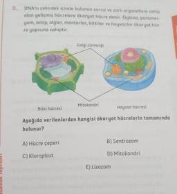 3.
DNA'sı çekirdek içinde bulunan zarsız ve zarli organellere sahip
olan gelişmiş hücrelere ökaryot hücre denir. Öglena, parames-
yum, amip, algler, mantarlar, bitkiler ve hayvanlar ökaryot hüc-
re yapısına sahiptir.
Golgi cisimciği
Mitokondri
Bitki hücresi
Hayvan hücresi
Aşağıda verilenlerden hangisi ökaryot hücrelerin tamamında
bulunur?
A) Hücre çeperi
B) Sentrozom
C) Kloroplast
D) Mitokondri
E) Lizozom
