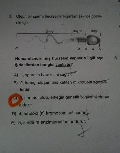 3. Olgun bir sperm hücresinin kısımları şekilde göste-
rilmiştir.
Kamci
Boyun
Baş
2
3 4 5
6.
Numaralandırılmış hücresel yapılarla ilgili aşa-
ğıdakilerden hangisi yanlıştır?
A) 1, spermin hareketini sağlar
B) 2, kamçı oluşumuna katılan mikrotübül protein-
