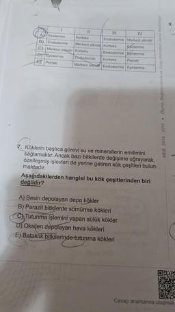 9
11
11
IV
AY Epidermis Korteks
Endodermis Merkezi silindir
B). Endodermis Merkezi silindit Korteks spidermis
C) Merkezi silindir Korteks
Endodermis Foldermis
P) Epiels Endodermis Korteks
Periski
EX Periski Merkezi silindi Endodermis Epidermis
MEB 2018 - 2019 • Olme. Degorien
7. Köklerin başlıca görevi su ve minerallerin emilimini
sağlamaktır. Ancak bazı bitkilerde değişime uğrayarak,
özelleşmiş işlevleri de yerine getiren kök çeşitleri bulun-
maktadır.
Aşağıdakilerden hangisi bu kök çeşitlerinden biri
değildir?
A) Besin depolayan depo kökler
B) Parazit bitkilerde sömürme kökleri
C) Tutunma işlemini yapan sülük kökler
D) Oksijen depolayan hava kökleri
E) Bataklik bitkilerinde tutunma kökleri
Siri
Cevap anahtarına ulaşmak
