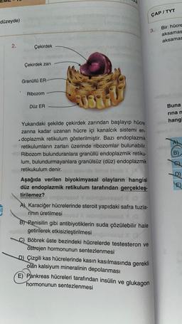 ÇAP / TYT
düzeyde)
3.
Bir hücre
aksamas
aksamas
2.
Çekirdek
Çekirdek zari
Granüllü ER
Ribozom
09
Düz ER
Buna
rinan
hang
A)
@
B)
C)
D)
Yukarıdaki şekilde çekirdek zarından başlayıp hücre
zarina kadar uzanan hücre içi kanalcık sistemi en
doplazmik retikulum gösterilmiştir. Bazı endoplazmik
e retikulumların zarları üzerinde ribozomlar bulunabilir.
Ribozom bulunduranlara granüllü endoplazmik retiku-
lum, bulundurmayanlara granülsüz (düz) endoplazmik
retikukulum denir.
Qulo onome liametimes
Aşağıda verilen biyokimyasal olayların hangisi
düz endoplazmik retikulum tarafından gerçekleş-
tirilemez?
damsaed Y non mand
A) Karaciğer hücrelerinde steroit yapıdaki safra tuzla-
rinin üretilmesi
sd Xnsbrossed O
B) Penisilin gibi antibiyotiklerin suda çözülebilir hale
getirilerek etkisizleştirilmesingomad
C) Böbrek üste bezindeki hücrelerde testesteron ve
östrojen hormonunun sentezlenmesi
E)
D) Çizgili kas hücrelerinde kasin kasılmasında gerekli
olan kalsiyum mineralinin depolanması
E) Pankreas hücreleri tarafından insülin ve glukagon
hormonunun sentezlenmesi
