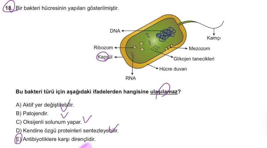 18. Bir bakteri hücresinin yapıları gösterilmiştir…. Biyoloji 18. Bir bakteri hücresinin yapıları gösterilmiştir…. Biyoloji