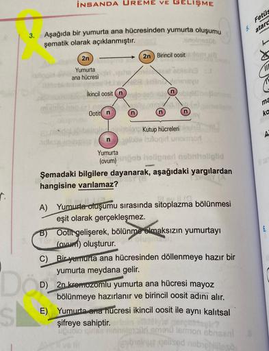 İNSANDA UREME VE GELİŞME
Fetüs
atard
3.
Aşağıda bir yumurta ana hücresinden yumurta oluşumu
şematik olarak açıklanmıştır.
inoloesob
2n
2n Birincil oosit
Yumurta
ana hücresi
sha
og
İkincil oosit n
ans
ma
Ootit n
n
n
ka
A
r.
6
.
Kutup hücreleri
autes
silogin