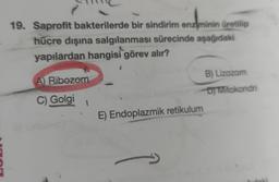 19. Saprofit bakterilerde bir sindirim enziminin üretilip
hücre dışına salgılanması sürecinde aşağıdaki
yapılardan hangisi görev alır?
A Ribozom
C) Golgi
B) Lizozom
Oj Mitokondri
E) Endoplazmik retikulum
idak