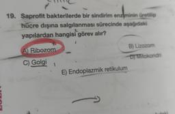 19. Saprofit bakterilerde bir sindirim enziminin üretilip
hücre dışına salgılanması sürecinde aşağıdaki
yapılardan hangisi görev alır?
A Ribozom
C) Golgi
B) Lizozom
Oj Mitokondri
E) Endoplazmik retikulum
idak
