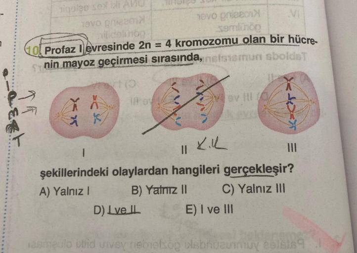 7
rigoleo sex
Tavo One
evo prie
idolihop
sering
O Profaz levresinde 2n 4 kromozomu olan bir hücre-
nin mayoz geçirmesi sırasında, nettomun sboldet
to
X A Ho
SV HILO
& k
VVV
= x->
1
xik
II
şekillerindeki olaylardan hangileri gerçekleşir?
A) Yalnız!
B) Yalnı