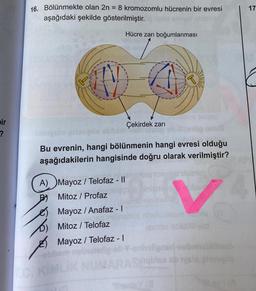 17
16. Bölünmekte olan 2n = 8 kromozomlu hücrenin bir evresi
aşağıdaki şekilde gösterilmiştir.
Hücre zarı boğumlanması
q
bir
?
Çekirdek zari
Bu evrenin, hangi bölünmenin hangi evresi olduğu
aşağıdakilerin hangisinde doğru olarak verilmiştir?
A) Mayoz / Telofaz - ||
B) Mitoz / Profaz
) Mayoz / Anafaz - 1
D) Mitoz / Telofaz
E) Mayoz / Telofaz - 1
V
not
