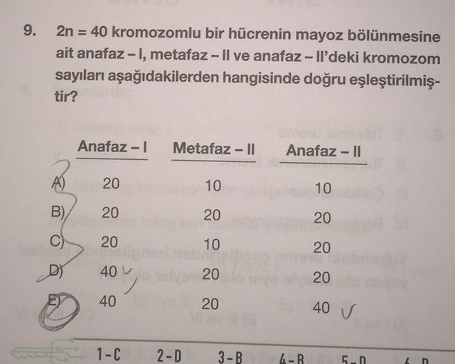 9.
2n = 40 kromozomlu bir hücrenin mayoz bölünmesine
ait anafaz-1, metafaz - Il ve anafaz-ll'deki kromozom
sayıları aşağıdakilerden hangisinde doğru eşleştirilmiş-
tir?
Anafaz-
-
Metafaz - 11
Anafaz - 11
20
10
10
B).
20
20.
20
20
10
20
40
20
20
40
20
40 V