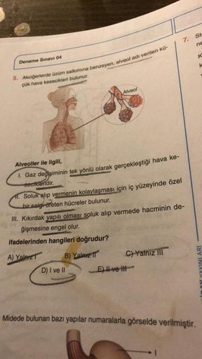 Deneme Sınavı 04
5. Akciğerlerde üzüm salkımına benzeyen, alveol adı verilen kü-
çük hava kesecikleri bulunur.
Alveol
Alveoller ile ilgili,
1. Gaz değişiminin tek yönlü olarak gerçekleştiği hava ke-
secikleridir.
11. Soluk alıp vermenin kolaylaşması için i