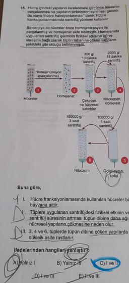 16. Hücre içindeki yapıların incelenmesi için önce hücrenin
parçalanması ve yapıların birbirinden ayrılması gerekir.
Bu olaya "hücre fraksiyonlanması" denir. Hücre
franksiyonlanmasında santrifüj yöntemi kullanılır.
Bir canlıya ait hücreler önce homojenizasyon ile
parçalanmış ve homejenat elde edilmiştir. Homejenata
uygulanan santrifüj işleminin fiziksel etkisine (g) ve
süresine bağlı olarak tüpün tabanına çöken yapıların
şekildeki gibi olduğu belirlenmiştir.
800 g/
10 dakika
2000 g/
15 dakika
santrifüj
santrifüj
Homejenizasyon
(parçalanma)
1
Hücreler
Mitokondri,
kloroplast
Ribozom
Golgi aygiti,
koful
Buna göre,
1
1. Hücre franksiyonlamasında kullanılan hücreler bi
hayvana aittir.
I. Tüplere uygulanan santrifüjdeki fiziksel etkinin ve
santrifüj süresinin artması tüpün dibine daha ağır
hücresel yapıların çökmesine neden olur.
D.
VII. 3, 4 ve 6. tüplerde tüpün dibine çöken yapılarda
nükleik asite rastlanır.
ifadelerinden hangileri yanlıştır
A) Yalnız I
B) Yalnız
C) I ve II
ODO
Dve T
2
Homejenat
Çekirdek
-ve hücresel
kalıntılar
150000 g/
3 saat
santrifüj
3
6
100000 g/
1 saat
santrifüj
E) I ve III