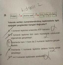 hidor 2
28.
Protein
Amino asit
2 CO₂ + H₂O + NH3
Yukarıda verilen numaralandırılmış tepkimelerle ilgili,
aşağıdaki yargılardan hangisi doğrudur?
1 numaralı tepkime sırasında ATP harcanır.
d
numaralı tepkime tüm canlı
hücrelerde
hücrelerde mitokondri
organelinde gerçekleşir.
C) Insanlarda hem 1 hem de 2 numaralı tepkime gerçek-
Jeşebilir.
Insanlarda 1 numaralı tepkime sadece hücre, içinde
hücre is
gerçekleşir.
ve 2 numaralı tepkimeler anaboliktir.