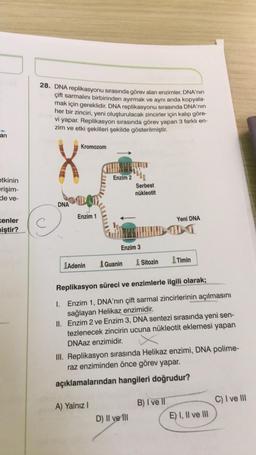 an
etkinin
erişim-
de ve-
enler
miştir?
28. DNA replikasyonu sırasında görev alan enzimler, DNA'nın
çift sarmalını birbirinden ayırmak ve aynı anda kopyala-
mak için gereklidir. DNA replikasyonu sırasında DNA'nın
her bir zinciri, yeni oluşturulacak zincirler için kalıp göre-
vi yapar. Replikasyon sırasında görev yapan 3 farklı en-
zim ve etki şekilleri şekilde gösterilmiştir.
Kromozom
Enzim 2
Serbest
nükleotit
Yeni DNA
Adenin
Guanin
Sitozin
Timin
Replikasyon süreci ve enzimlerle ilgili olarak;
I. Enzim 1, DNA'nın çift sarmal zincirlerinin açılmasını
sağlayan Helikaz enzimidir.
II. Enzim 2 ve Enzim 3, DNA sentezi sırasında yeni sen-
tezlenecek zincirin ucuna nükleotit eklemesi yapan
DNAaz enzimidir.
III. Replikasyon sırasında Helikaz enzimi, DNA polime-
raz enziminden önce görev yapar.
açıklamalarından hangileri doğrudur?
A) Yalnız I
B) I ve Il
C) I ve III
D) Il ve Ill
DNA
Enzim 1
Enzim 3
E) I, II ve III