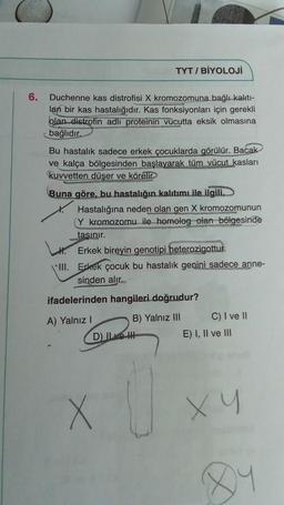 6.
TYT/BİYOLOJİ
Duchenne kas distrofisi X kromozomuna bağlı kalıtı-
lan bir kas hastalığıdır. Kas fonksiyonları için gerekli
olan distrofin adlı proteinin vücutta eksik olmasına
bağlıdır.
Bu hastalık sadece erkek çocuklarda görülür. Bacak
ve kalça bölgesinden başlayarak tüm vücut kasları
kuvvetten düşer ve körélir.
Buna göre, bu hastalığın kalıtımı ile ilgili,
Hastalığına neden olan gen X kromozomunun
Y kromozomu ile homolog olan bölgesinde
tasınır.
Erkek bireyin genotipi heterozigottur.
III. Erkek çocuk bu hastalık genini sadece anne-
sinden alır.
ifadelerinden hangileri doğrudur?
A) Yalnız I
B) Yalnız III
C) I ve II
D) Ive H
X
E) I, II ve III
xy
84