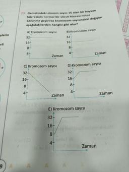 ylerin
erli
.
e
23. Gametindeki otozom sayısı 15 olan bir hayvan
hücresinin normal bir vücut hücresi mitoz
bölünme geçirirse kromozom sayısındaki değişim
aşağıdakilerden hangisi gibi olur?
A) Kromozom sayısı
B) Kromozom sayısı
32-
32-
16-
16-
8+
4-
C) Kromozom sayısı
JN600 +
32-
16-
8-
4-
A
SWET
Zaman
8+
4-
Zaman
E) Kromozom sayısı
32-
16-
8-
4-
A
8-
4+
D) Kromozom sayısı
32-
16-
Zaman
Zaman
Zaman