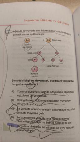 İNSANDA ÜREME
VE GELİŞME
Aşağıda bir yumurta ana hücresinden yumurta oluşumu
şematik olarak açıklanmıştır.
2n Birincil oosit
2n
Yumurta
ana hücresi
n
İkincil oosit (n
Ootit n
Kutup hücreleri
n
Yumurta
(ovum)
Şemadaki bilgilere dayanarak, aşağıdaki yargılardan
hangisine varılamaz?
A) Yumurta oluşumu sırasında sitoplazma bölünmesi
eşit olarak gerçekleşmez.
B) Ootit gelişerek bölünme olmaksızın yumurtayı
(ovum) oluşturur
e) Bir yumurta ana hücresinden döllenmeye hazır bir
yumurta meydana gelir.
D) 2n kromozomlu yumurta ana hücresi mayoz
bölünmeye hazırlanır ve birincil oosit adını alır.
E) Yumurta ana hüeresi ikincil oosit ile
sifreye sahiptir
aynı
kalıtsal
n
5