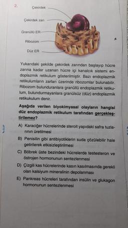 2.
Çekirdek
Çekirdek zarı
Granüllü ER-
Ribozom
Düz ER
Yukarıdaki şekilde çekirdek zarından başlayıp hücre
zarına kadar uzanan hücre içi kanalcık sistemi en-
doplazmik retikulum gösterilmiştir. Bazı endoplazmik
retikulumların zarları üzerinde ribozomlar bulunabilir.
Ribozom bulunduranlara granüllü endoplazmik retiku-
lum, bulundurmayanlara granülsüz (düz) endoplazmik
retikukulum denir.
Aşağıda verilen biyokimyasal olayların hangisi
düz endoplazmik retikulum tarafından gerçekleş-
tirilemez?
A) Karaciğer hücrelerinde steroit yapıdaki safra tuzla-
rının üretilmesi
B) Penisilin gibi antibiyotiklerin suda çözülebilir hale
getirilerek etkisizleştirilmesi
C) Böbrek üste bezindeki hücrelerde testesteron ve
östrojen hormonunun sentezlenmesi
D) Çizgili kas hücrelerinde kasin kasılmasında gerekli
olan kalsiyum mineralinin depolanması
E) Pankreas hücreleri tarafından insülin ve glukagon
hormonunun sentezlenmesi