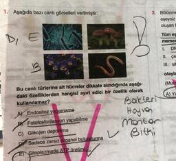 1. Aşağıda bazı canlı görselleri verilmiştir.
D, E
sobiels
TOSTIVS
-Shiseri nic
S
US
yeneb eimliyibe
bib
fiblonen les
ipneri Mebnihelqüt
Bu canlı türlerine ait hücreler dikkate alındığında aşağı-
daki özelliklerden hangisi ayırt edici bir özellik olarak
kullanılamaz?
A) Endositoz yapamama
P Fotofosforilasyon yapabilme
C) Glikojen depolama
E) Sitoplazmada ATP üretimi
TOSTING
Sadece zarsız organel bulundurma
V
3. Bölünme
eşeysiz
oluşan
Tüm es
memes
I.
DN
II. çe
III. sit
olayla
ibige
(Muta
A) Ya
Bakteri
Hoyvon
Montor
Bitki