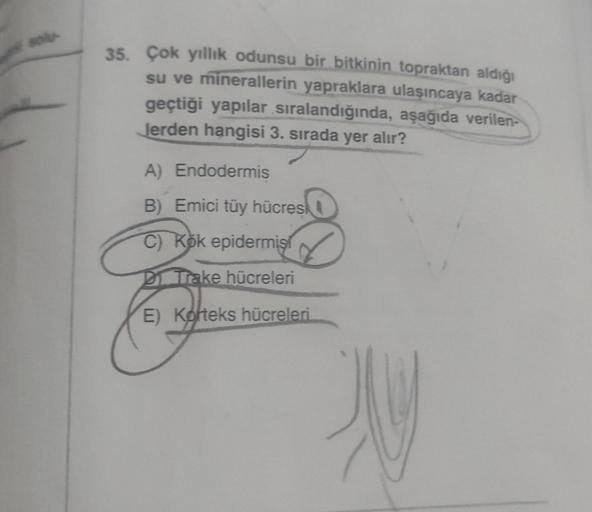 solu
35. Çok yıllık odunsu bir bitkinin topraktan aldığı
su ve minerallerin yapraklara ulaşıncaya kadar
geçtiği yapılar sıralandığında, aşağıda verilen-
Jerden hangisi 3. sırada yer alır?
A) Endodermis
B) Emici tüy hücresk
C) Kok epidermişt
Di... Trake hüc