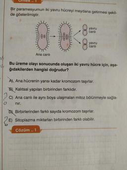 Bir paramesyumun
de gösterilmiştir.
iki yavru hücreyi meydana getirmesi şekil-
yavru
canlı
8-0
yavru
canlı
Ana canlı
EN
S
Bu üreme olayı sonucunda oluşan iki yavru hücre için, aşa-
ğıdakilerden hangisi doğrudur?
A Ana hücrenin yarısı kadar kromozom taşırlar.
B) Kalıtsal yapıları birbirinden farklıdır.
C) Ana canlı ile aynı boya ulaşmaları mitoz bölünmeyle sağla-
nır.
D) Birbirlerinden farklı sayıda kromozom taşırlar.
E) Sitoplazma miktarları birbirinden farklı olabilir.
Çözüm.. 1