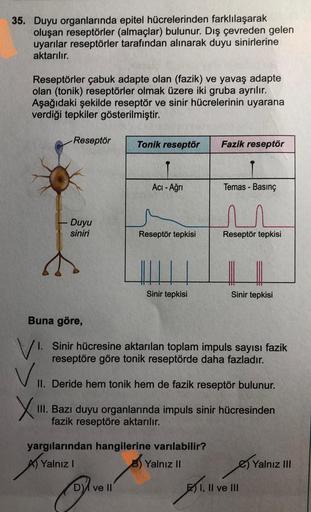 35. Duyu organlarında epitel hücrelerinden farklılaşarak
oluşan reseptörler (almaçlar) bulunur. Dış çevreden gelen
uyarılar reseptörler tarafından alınarak duyu sinirlerine
aktarılır.
Reseptörler çabuk adapte olan (fazik) ve yavaş adapte
olan (tonik) resep