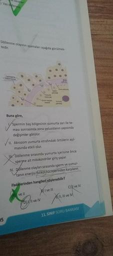 keseler
) Vas deferens
Döllenme olayının aşamaları aşağıda görülmek-
tedir.
Farklılaşmış
folikor hücresi
Zona pellusida
95
Yumurta
hücre zarı
-Enzim taşıyan
kesecik
Yumurta
Akrozom
çekirdeği
Spermin baş bölgesinin yumurta zarı ile te-
ması sonrasında zona