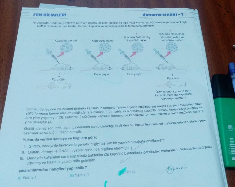 FEN BİLİMLERİ
deneme sınavi-1
19. Aşağıda Frederick Griffith'in DNA'nın kalıtsal bilgileri taşıdığı ile ilgili 1928 yılında yaptığı deneyin şeması verilmiştir.
Griffith deneyinde aynı bakteri türünün kapsüllü ve kapsülsüz olan iki formunu kullanmıştır.
2
K