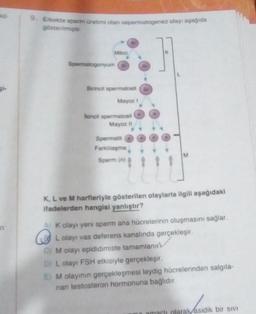 in
9. Erkekte sperm üretimi olan sepermatogenez olayı aşağıda
gösterilmiştir
Mitoz
Spermatogonyum
Birincil spermatosit
Mayoz 1
lanci spermatosit
Mayoz 11
Spermatit
Farkllaşma
M
Sperm (n)
K, L ve M harfleriyle gösterilen olaylarla ilgili aşağıdaki
ifadelerden hangisi yanlıştır?
A) K olayı yeni sperm ana hücrelerinin oluşmasını sağlar.
L olayı vas deferens kanalında gerçekleşir.
OM olayı epididimiste tamamlanır
DL olayı FSH etkisiyle gerçekleşir.
E) M olayının gerçekleşmesi leydig hücrelerinden salgıla-
nan testosteron hormonuna bağlıdır.
amacı olarak asidik bir sivi