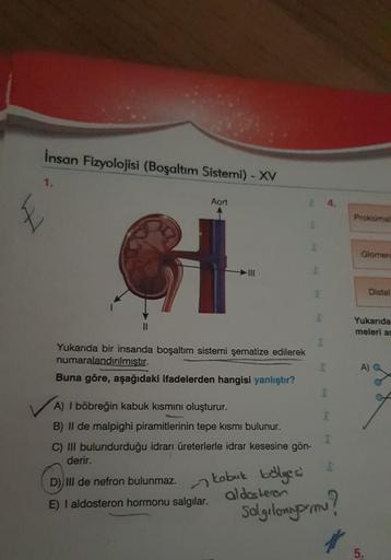 Insan Fizyolojisi (Boşaltım Sistemi) - XV
1.
W
Aort
Proksimal
Glomer
III
Distal
Yukarıda
meleri a
Yukarıda bir insanda boşaltım sistemi şematize edilerek
numaralandırılmıstır.
Buna göre, aşağıdaki ifadelerden hangisi yanlıştır?
A)
A) I böbreğin kabuk kısmı