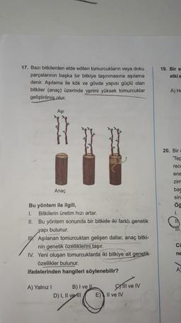 19. Bir e
etkie
17. Bazı bitkilerden elde edilen tomurcukların veya doku
parçalarının başka bir bitkiye taşınmasına aşılama
denir. Aşılama ile kök ve gövde yapısı güçlü olan
bitkiler (anac) üzerinde verimi yüksek tomurcuklar
geliştirilmis olur.
A) He
Aşi
20. Bir
'Tep
rece
ene
zim
Anac
bag
sin
Öğ
1.
TII
Bu yöntem ile ilgili,
I. Bitkilerin üretim hızı artar.
II. Bu yöntem sonunda bir bitkide iki farklı genetik
yapı bulunur.
I. Aşılanan tomurcuktan gelişen dallar, anaç bitki-
nin genetik özelliklerini taşır.
IV. Yeni oluşan tomurcuklarda iki bitkiye ait genetik
özellikler bulunur.
ifadelerinden hangileri söylenebilir?
Ci
ne
A
A) Yalnız
B) I ve
D) I, II ve III
Shill ve IV
EII ve IV
