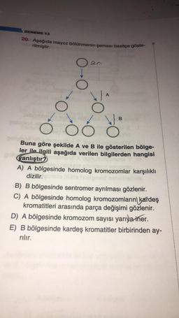 DENEME 13
20. Aşağıda mayoz bölünmenin şeması basitçe göste-
rilmiştir.
Oan
O
A
Of
B
oo
Dolen
Buna göre şekilde A ve B ile gösterilen bölge-
ler ile ilgili aşağıda verilen bilgilerden hangisi
anlıştır?
A) A bölgesinde homolog kromozomlar karşılıklı
dizilir.
B) B bölgesinde sentromer ayrılması gözlenir.
C) A bölgesinde homolog kromozomların
kardeş
kromatitleri arasında parça değişimi gözlenir.
D) A bölgesinde kromozom sayısı yarıya iner.
E) B bölgesinde kardeş kromatitler birbirinden ay-
rilir.