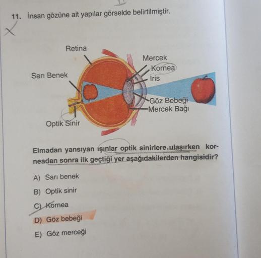 11. Insan gözüne ait yapılar görselde belirtilmiştir.
Retina
Mercek
Kornea
Iris
San Benek
Göz Bebeği
Mercek Bağı
Optik Sinir
Elmadan yansıyan işinlar optik sinirlere ulaşırken kor-
neadan
sonra ilk geçtiği yer aşağıdakilerden hangisidir?
A) Sarı benek
B) O