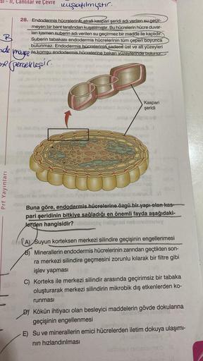 31 - 11. Canlılar ve Çevre uuşatılmıştır.
II,
R
28. Endodermis hücrelerinin etrafı kaspari şeridi adı verilen su geçir-
meyen bir bant tarafından kuşatılmıştır. Bu hücrelerin hücre duvar-
ları kısmen suberin adı verilen su geçirmez bir madde ile kaplıdır.
