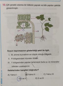 10. Çift çenekli odunsu bir bitkinin yaprak ve kök yapıları şekilde
gösterilmiştir.
LUODUCT
13
R
>
M
Suyun taşınmasının gösterildiği şekil ile ilgili,
I. M, emme kuvvetinin en düşük olduğu bölgedir
.
II. R bölgesindeki hücreler ölüdür.
R .
lüdür
III. Y bölgesinden yapılan terlemeyle fazla su ve mineraller
bitkiden uzaklaştırılır.
ifadelerinden hangileri doğrudur?
A) Yalnız!
B) Yalnız II
C) Yalnız III
MİRAY YAYINLARI
D) I ve II
E) II ve III