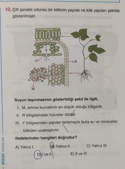 10. Çift çenekli odunsu bir bitkinin yaprak ve kök yapıları şekilde
gösterilmiştir.
LUODUCT
13
R
>
M
Suyun taşınmasının gösterildiği şekil ile ilgili,
I. M, emme kuvvetinin en düşük olduğu bölgedir
.
II. R bölgesindeki hücreler ölüdür.
R .
lüdür
III. Y bölgesinden yapılan terlemeyle fazla su ve mineraller
bitkiden uzaklaştırılır.
ifadelerinden hangileri doğrudur?
A) Yalnız!
B) Yalnız II
C) Yalnız III
MİRAY YAYINLARI
D) I ve II
E) II ve III
