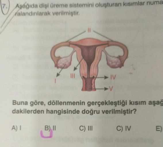 7.) Aşağıda dişi üreme sistemini oluşturan kısımlar numa
ralandınlarak verilmiştir.
III
IV
Buna göre, döllenmenin gerçekleştiği kısım aşağ
dakilerden hangisinde doğru verilmiştir?
A)
B) II
C) III
C) IV
E
E)
