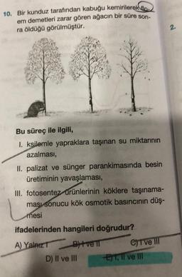 10. Bir kunduz tarafından kabuğu kemirilerek tlo
em demetleri zarar gören ağacın bir süre son
ra öldüğü görülmüştür.
2.
Bu süreç ile ilgili,
I. ksilemle yapraklara taşınan su miktarının
azalması,
II. palizat ve sünger parankimasında besin
üretiminin yavaşlaması,
III. fotosentez urünlerinin köklere taşınama-
ması sonucu kök osmotik basıncının düş-
inesi
ifadelerinden hangileri doğrudur?
A) Yalniz Bitve IT
C) ve III
D) II ve II ET, II ve III
