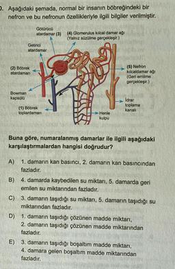 5. Aşağıdaki şemada, normal bir insanın böbreğindeki bir
nefron ve bu nefronun özellikleriyle ilgili bilgiler verilmiştir.
Götürücü
atardamar (3) (4) Glomerulus kılcal damar ağı
(Yalnız süzülme gerçekleşir.)
Getirici
atardamar
(2) Böbrek
atardamari
(5) Nefron
kılcaldamar ağı
(Geri emilme
gerçekleşir.)
Bowman
kapsülü
İdrar
toplama
kanali
(1) Böbrek
toplardamari
Henle
kulpu
Buna göre, numaralanmış damarlar ile ilgili aşağıdaki
karşılaştırmalardan hangisi doğrudur?
A) 1. damarın kan basıncı, 2. damarın kan basıncından
fazladır.
B) 4. damarda kaybedilen su miktarı, 5. damarda geri
emilen su miktarından fazladır.
C) 3. damarın taşıdığı su miktarı, 5. damarın taşıdığı su
miktarından fazladır.
D) 1. damarın taşıdığı çözünen madde miktarı,
2. damarın taşıdığı çözünen madde miktarından
fazladır.
E) 3. damarın taşıdığı boşaltım madde miktarı,
4. damara gelen boşaltım madde miktarından
fazladır.
