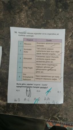 16. Aşağıdaki tabloda organeller ve bu organellere ait
özellikler verilmiştir.
Organel
Özellik
Enzimlerin apoenzim kısmını
1 Ribozom
sentezler
Tatlı sularda yaşayan
Kontraktil
2
bakterilerde fazla suyu dışarı
Koful
atarak hemolizi engeller.
Fotosentez yapan ökaryotik
3 Kloroplast canlılarda organik besin
sentezinde görev alır.
Hücre zarinin özgüllüğünü
4 Golgi Aygiti
sağlayan glikolipit ve
glikoproteinin sentezinde
görev alır.
Düz
Kasın kasılabilmesi için kasta
5 Endoplazmik
kalsiyum deposunu sağlar.
Retikulum
Buna göre, yapılan "organel - özellik"
eşleştirmelerinden hangisi yanlıştır?
A) 5
C) 3
ope
D) 2
E) 1
AB AC AD AA
no BC
