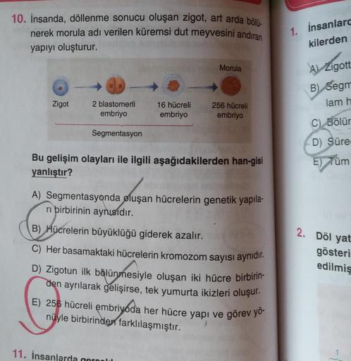 10. İnsanda, döllenme sonucu oluşan zigot, art arda bölü-
nerek morula adı verilen küremsi dut meyvesini andıran
yapıyı oluşturur.
1. İnsanlard
kilerden
Morula
Al Zigott
B) Segre
Zigot
lam h
2 blastomerli
embriyo
16 hücreli
embriyo
256 hücreli
embriyo
C) B