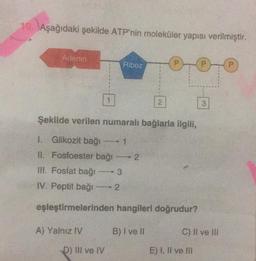 10. Aşağıdaki şekilde ATP'nin moleküler yapısı verilmiştir.
Adenin
Riboz
2
Şekilde verilen numarali bağlarla ilgili,
1. Glikozit bağı - 1
II. Fosfoester bağı - 2
111. Fosfat bagi 3
IV. Peptit bağı - 2
eşleştirmelerinden hangileri doğrudur?
A) Yalnız IV
B) I ve
C) II ve III
D) III ve IV
E) I, II ve III
