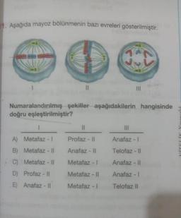 1. Aşağıda mayoz bölünmenin bazı evreleri gösterilmiştir.
1
II
III
Numaralandırılmış şekiller aşağıdakilerin hangisinde
doğru eşleştirilmiştir?
1
11
III
A) Metafaz - 1
Profaz - Il
Anafaz - 1
Anafaz - 11
Telofaz - 11
B) Metafaz - 11
C) Metafaz - 11
Metafaz -
Anafaz - 11
D) Profaz - Il
Metafaz - 11 Anafaz - |
E) Anafaz - 11
Metafaz -
Telofaz ll
