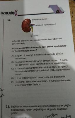 ÖZDEBİR
VAYINLARI
A
31.
Böbrek atardamarı |
Böbrek toplardamari ||
Üreter III
Yukarıda boşaltım olayında görevli bir böbreğin şekli
görülmektedir.
Numaralandırılmış kısımlarla ilgili olarak aşağıdakile-
rin hangisi söylenemez?
A) Sağlıklı bir insanın III numaralı kanalında glikoza
rastlanmaz.
B) I numaralı damardaki kanin ozmotik basıncı, Il numa-
ralı damardaki kanin ozmotik basıncından düşüktür.
C) Il numaralı damardaki karbondioksit (CO2) derişimi,
numaralı damardaki karbondioksit (CO2) derişiminden
fazladır.
D) I, II ve III'teki yapıların tamamında üre bulunabilir.
E) I numaralı damardaki su miktarı, Il numaralı damarda-
ki su miktarından fazladır.
32. Sağlıklı bir insanın soluk alışverişine bağlı olarak göğüs
boşluğundaki hacim değişikliğine ait grafik aşağıdaki
gibidir.
reses
hechoami
sttigra
