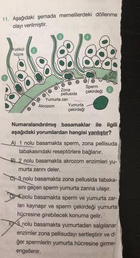 11. Aşağıdaki şemada memelilerdeki döllenme
olayı verilmiştir.
3
Follikül
hücre
69
69
5
Sperm
Zona
çekirdeği
pellusida
Yumurta zari
Akrozom
Yumurta
çekirdeği
Numaralandırılmış basamaklar ile ilgili
aşağıdaki yorumlardan hangisi yanlıştır?
A) 1 nolu basamak