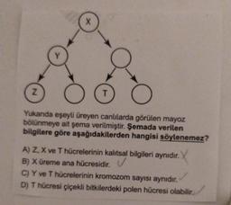 X
Y
Z
T
Yukanda eşeyli üreyen canlılarda görülen mayoz
bölünmeye ait şema verilmiştir. Şemada verilen
bilgilere göre aşağıdakilerden hangisi söylenemez?
A) Z, X ve T hücrelerinin kalıtsal bilgileri aynıdır.
B) X üreme ana hücresidir. V
C) Y ve T hücrelerinin kromozom sayısı aynıdır.
D) T hücresi çiçekli bitkilerdeki polen hücresi olabilir.
